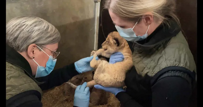 Dyrlæge Ditte-Mari Sandgreen (t.v.) tilser parkens nyfødte løveunger sammen med dyrepasser Christina Madsen.