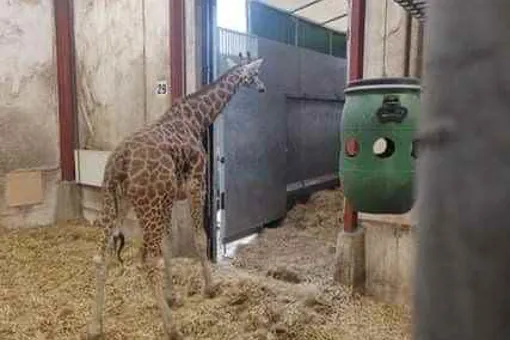 Det krævede en stor transportvogn at flytte den unge giraf.