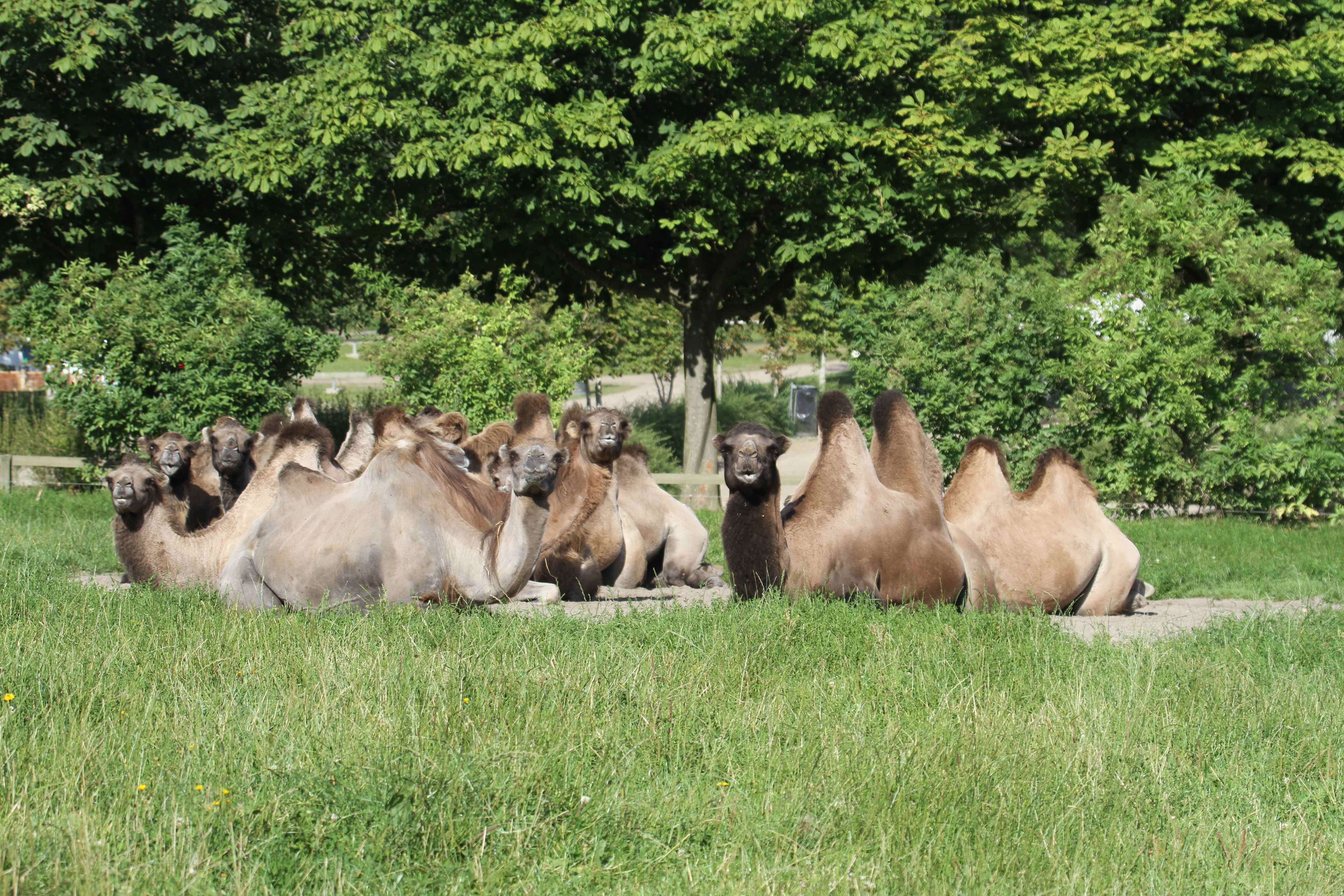 Bestil et institutionskort til GIVSKUD ZOO og få gode oplevelser i parken.