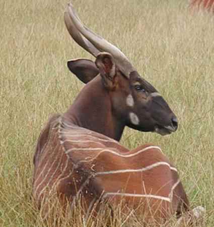 Die Tiere In Givskud Zoo