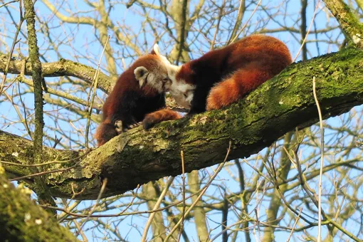 Den røde panda-han Rouky (til højre) døde pludseligt. Da hunnen Fox kan være drægtig, venter GIVSKUD ZOO med at skaffe en ny han.