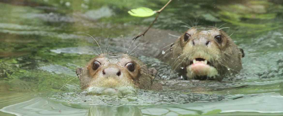 Bei einem Drittel der im GIVSKUD ZOO gehaltenen ca. 50 Tierarten handelt es sich um bedrohte Arten.