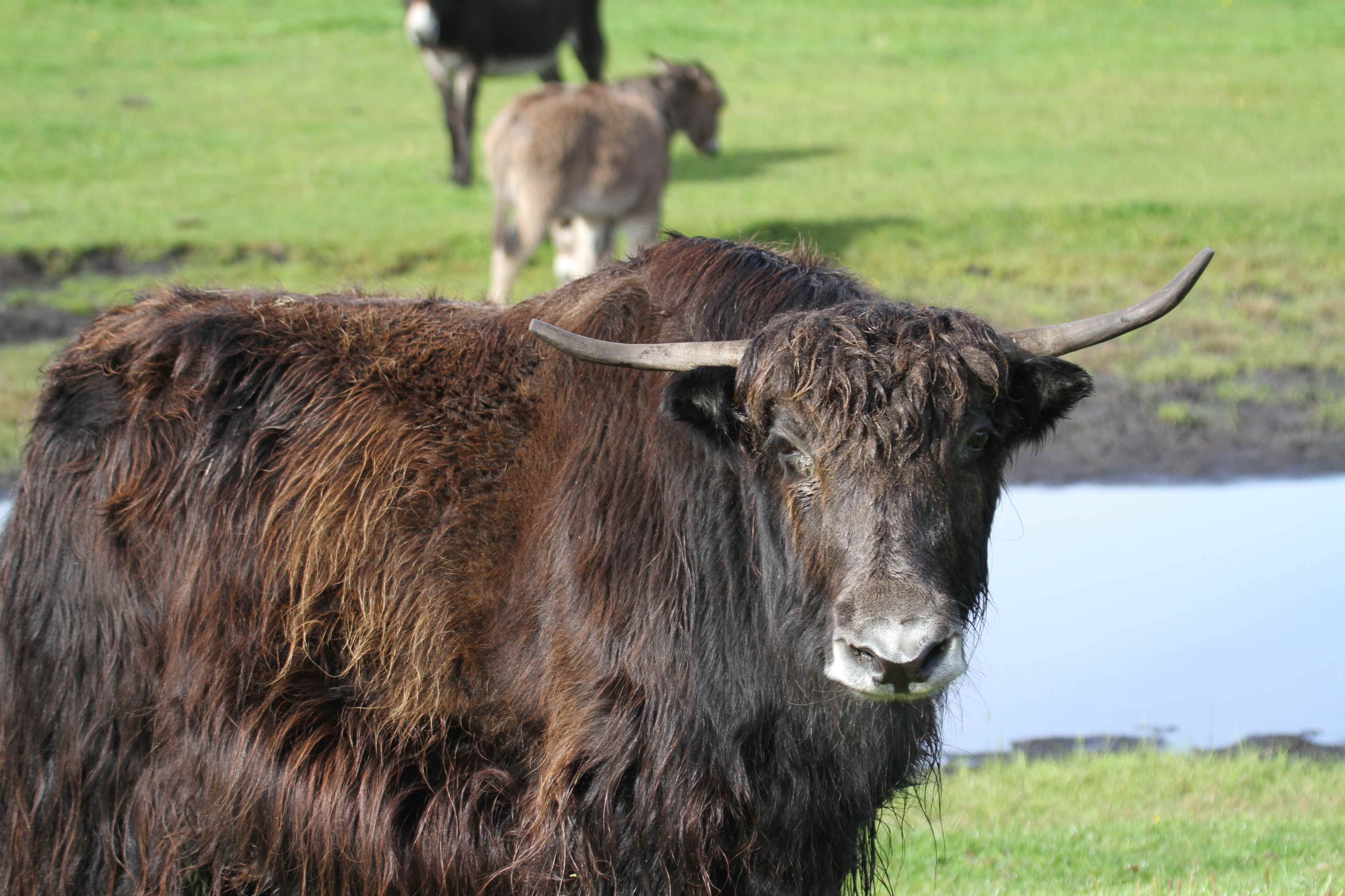Pasning af zoodyr som for eksempel yakokser kræver viden og erfaring hos dyrepassere.