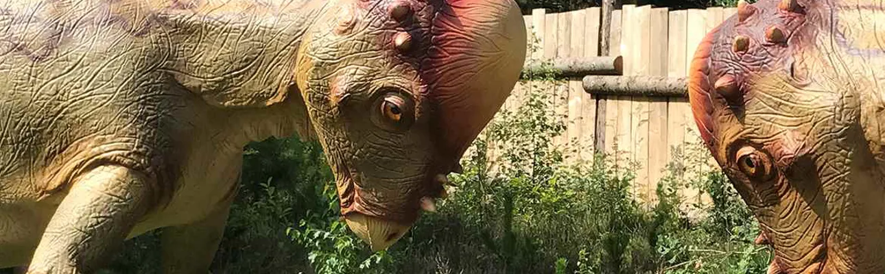 See the Pachycephalosaurus and many other dinosaurs at GIVSKUD ZOO.