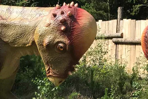 See the Pachycephalosaurus and many other dinosaurs at GIVSKUD ZOO.
