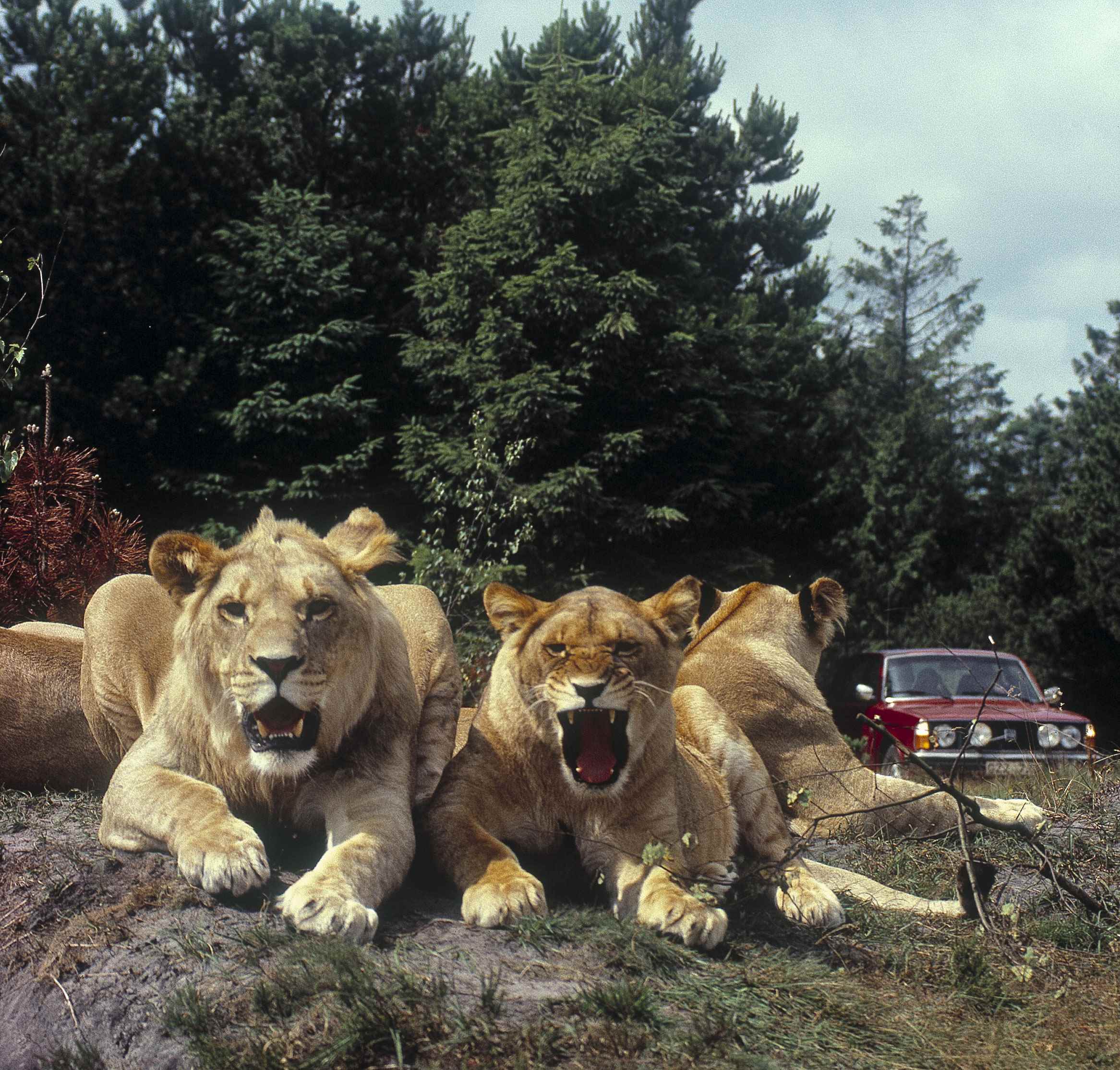 Læs om oprettelsen af GIVSKUD ZOO i 1969.