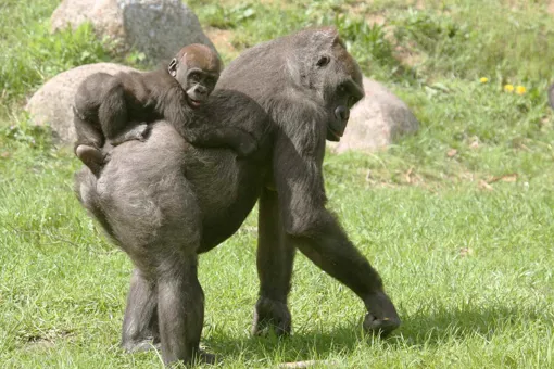Gorillaer er blandt de vilde dyr, der modtager støtte fra GIVSKUD ZOO.