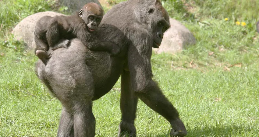 Gorillaer er blandt de vilde dyr, der modtager støtte fra GIVSKUD ZOO.