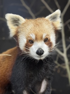 Med Bygmas sponsorat er de med til at støtte naturbevarelse og dermed Givskud Zoo - Zootopias arbejde med truede dyrearter og arbejde i parken. Foto: Line Kyed/Givskud Zoo - Zootopia