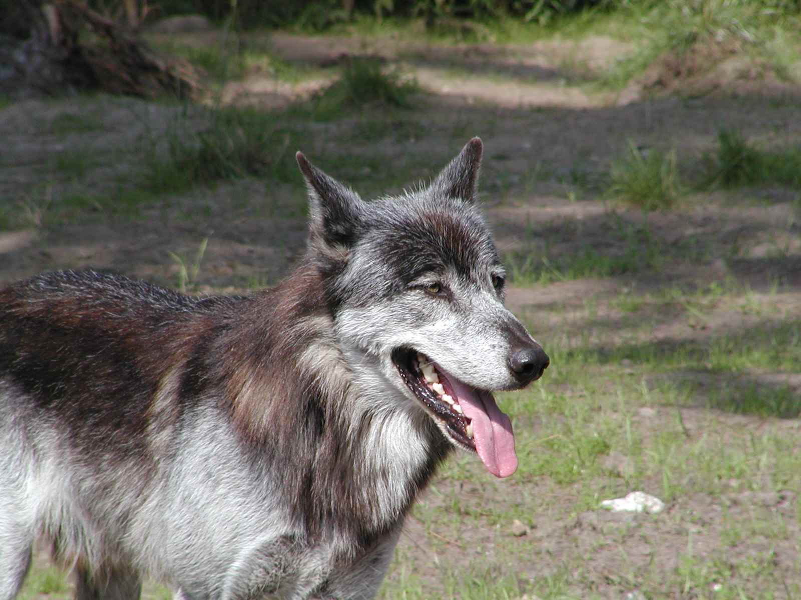 Nordamerikansk ulv i GIVSKUD ZOO. En dyrepasser skal være opmærksom på dyrenes behov og små signaler.