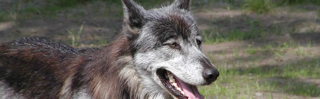 Nordamerikansk ulv i GIVSKUD ZOO. En dyrepasser skal være opmærksom på dyrenes behov og små signaler.