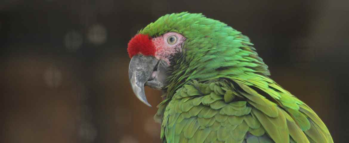 Læs om GIVSKUD ZOOs bæredygtighedsredegørelse.