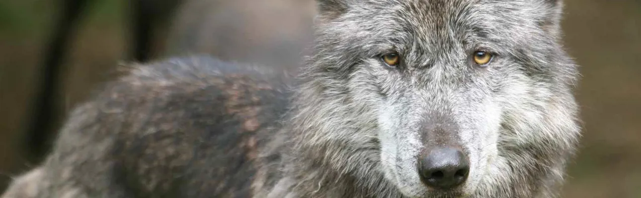 Mærk ulvene pusle om jer om natten, mens I sover i deres anlæg, og tag resten af lerjskolen på GIVSKUD ZOO - HOSTEL.