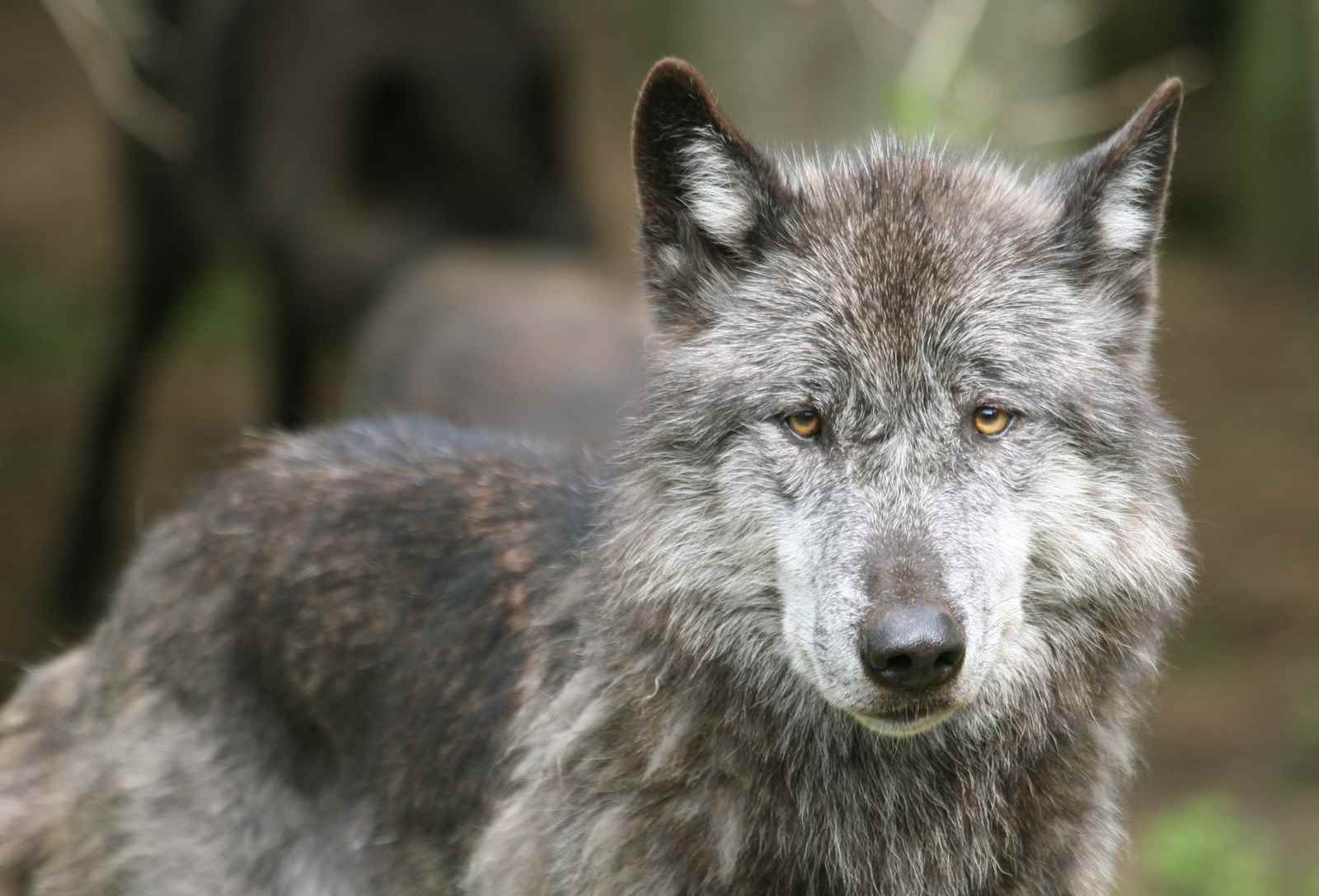 Tag Danmarks vildeste lejrskole, sov i ulveanlægget i GIVSKUD ZOO og hør dem hyle og snuse.