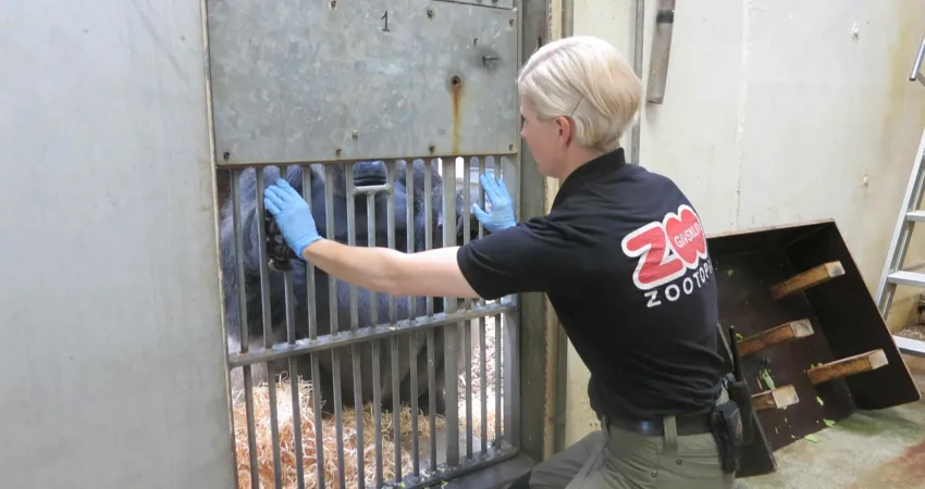 De blå gummihandsker er et fast arbejdsredskab i GIVSKUD ZOO - ZOOTOPIAs stalde. Her træner dyrepasser Tina Frisk med gorillaen Kipenzi.