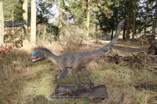 See the Ornitholestes and many other dinosarus at GIVSKUD ZOO.
