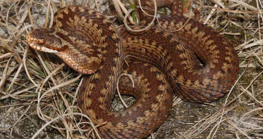 Hugorm mere giftig end klapperslange