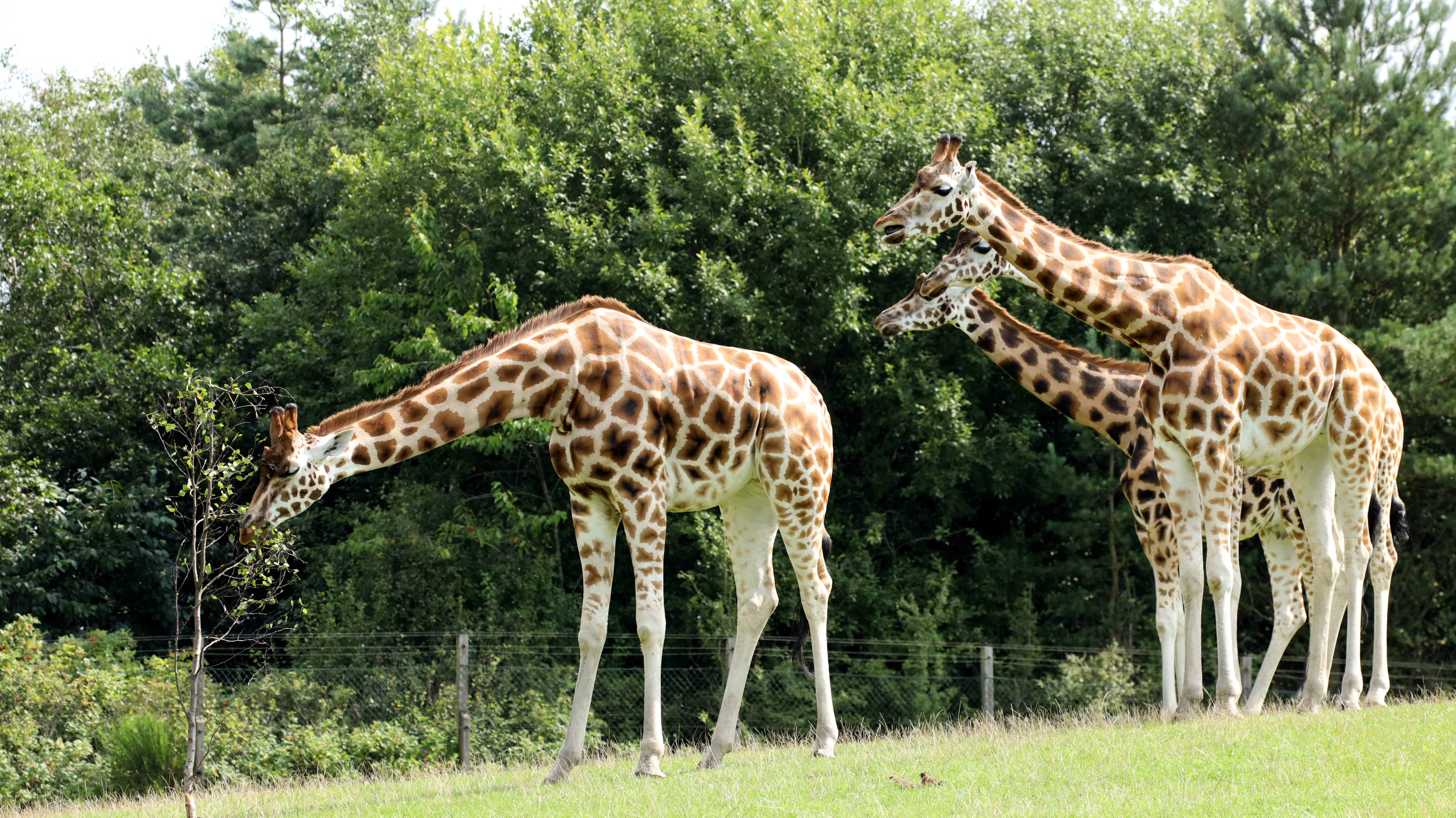 Giraffen Twiga døde på savannen. En hurtig og fredelig død. Girafflokken tæller efter Twigas død i alt seks giraffer. Arkivfoto: Givskud Zoo - Zootopia