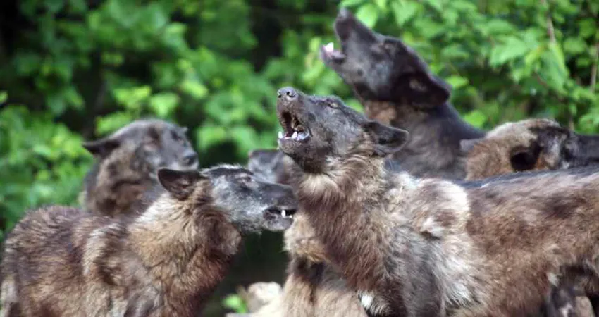 nederlag Trivial kinakål Skolebesøg i zoo | Se hunden og ulven | GIVSKUD ZOO