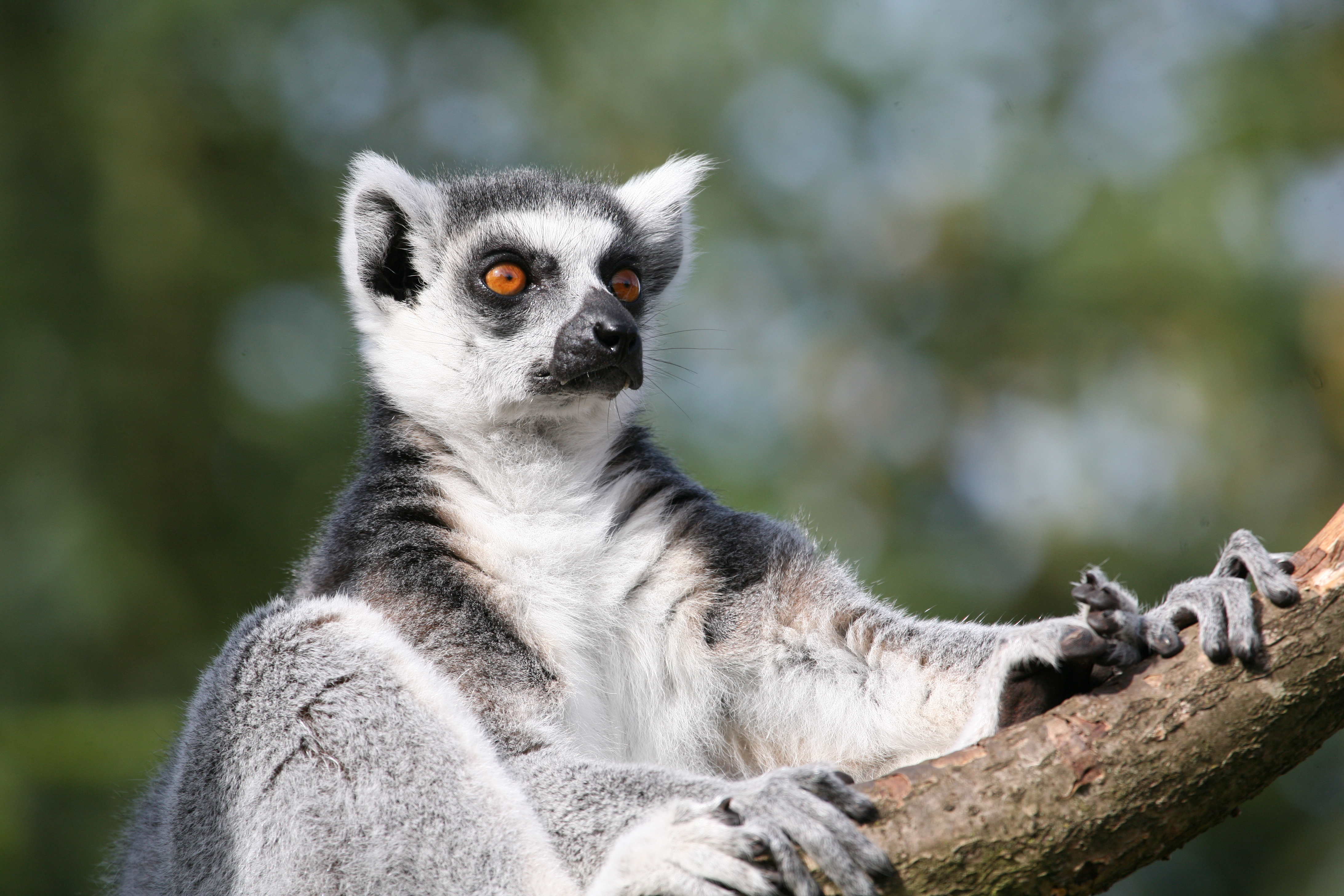 Stænke hensynsfuld Repressalier Katta-lemur