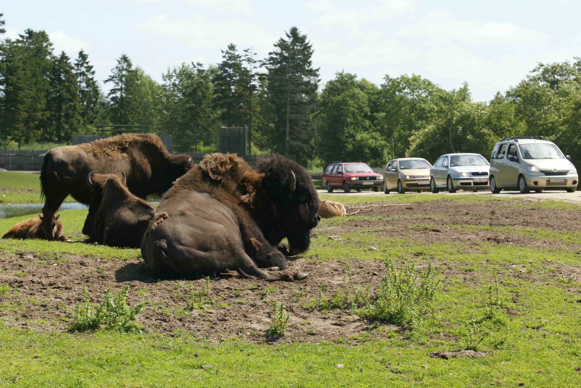 Praktikmuligheder i GIVSKUD ZOO.