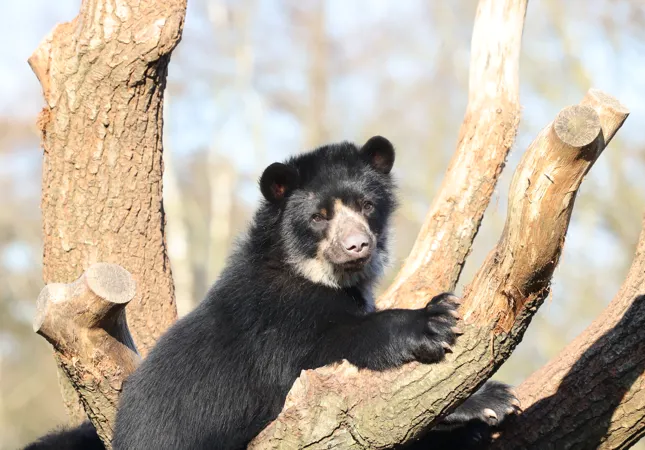 Spectacled bear in GIVSKUD ZOO