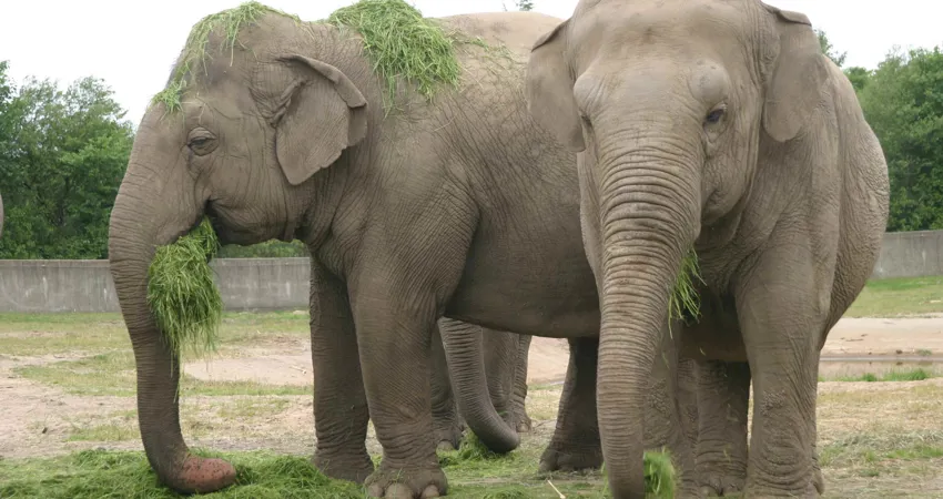 Elefanter er et eftertragtet bytte for krybskytter.