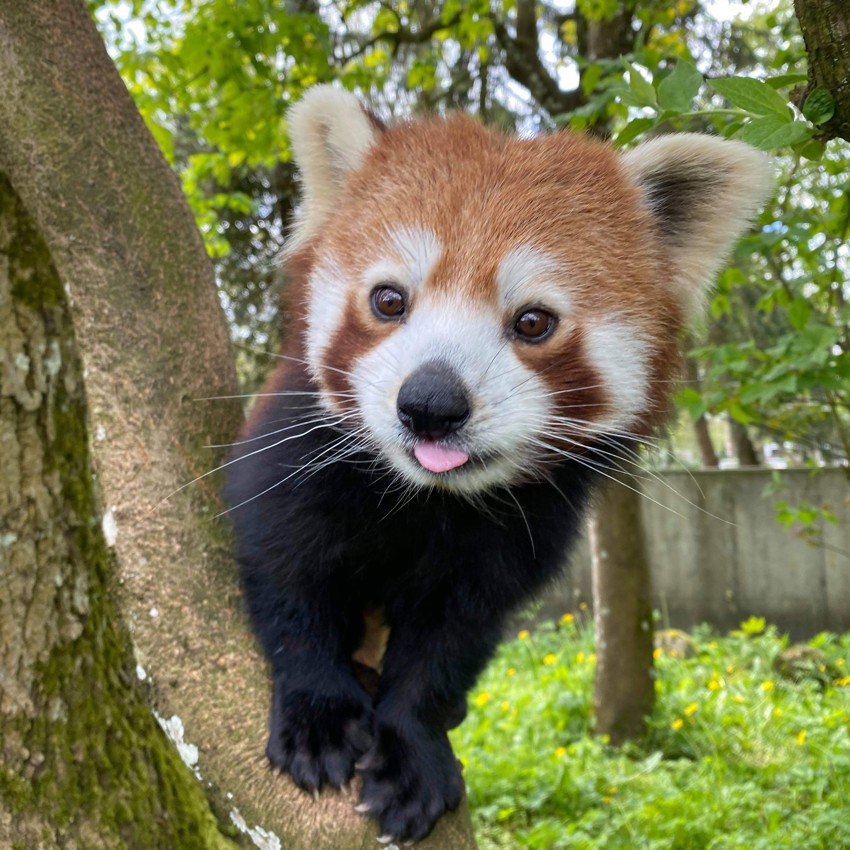 Rød Panda