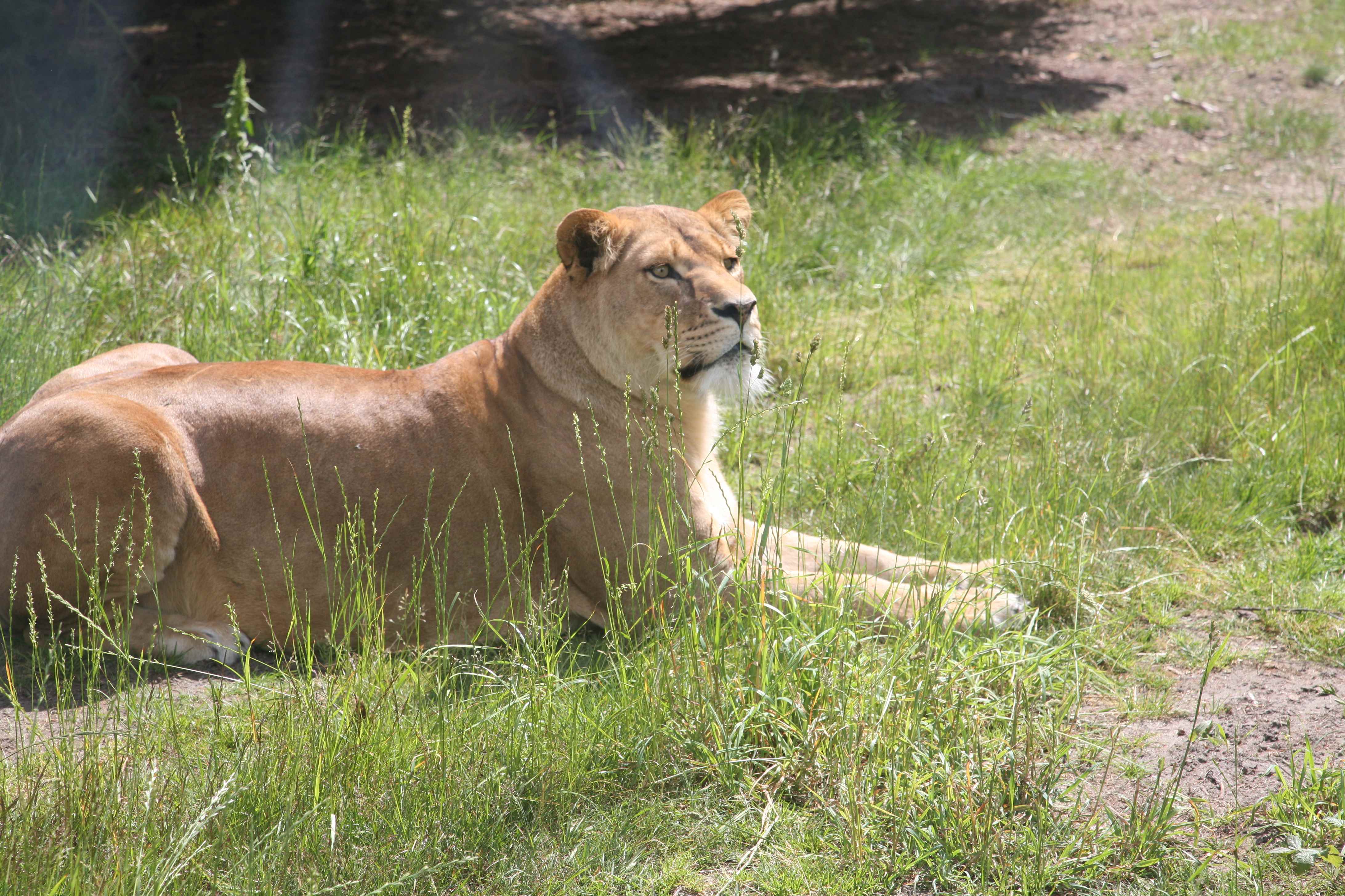 Some of GIVSKUD ZOOs main objectives are education, the conservation of endangered species and research.