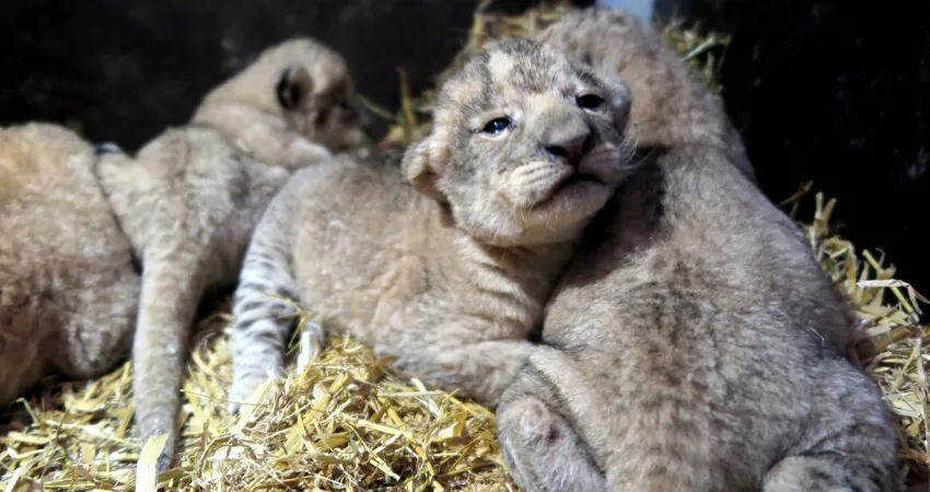 Både i maj og juni 2020 er der født løveunger i GIVSKUD ZOO - ZOOTOPIA.