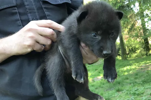 GIVSKUD ZOOs dyrlæge, biolog og dyrepassere har kønstjekket og chipmærket de nyfødte ulvehvalpe.