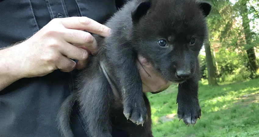 GIVSKUD ZOOs dyrlæge, biolog og dyrepassere har kønstjekket og chipmærket de nyfødte ulvehvalpe.