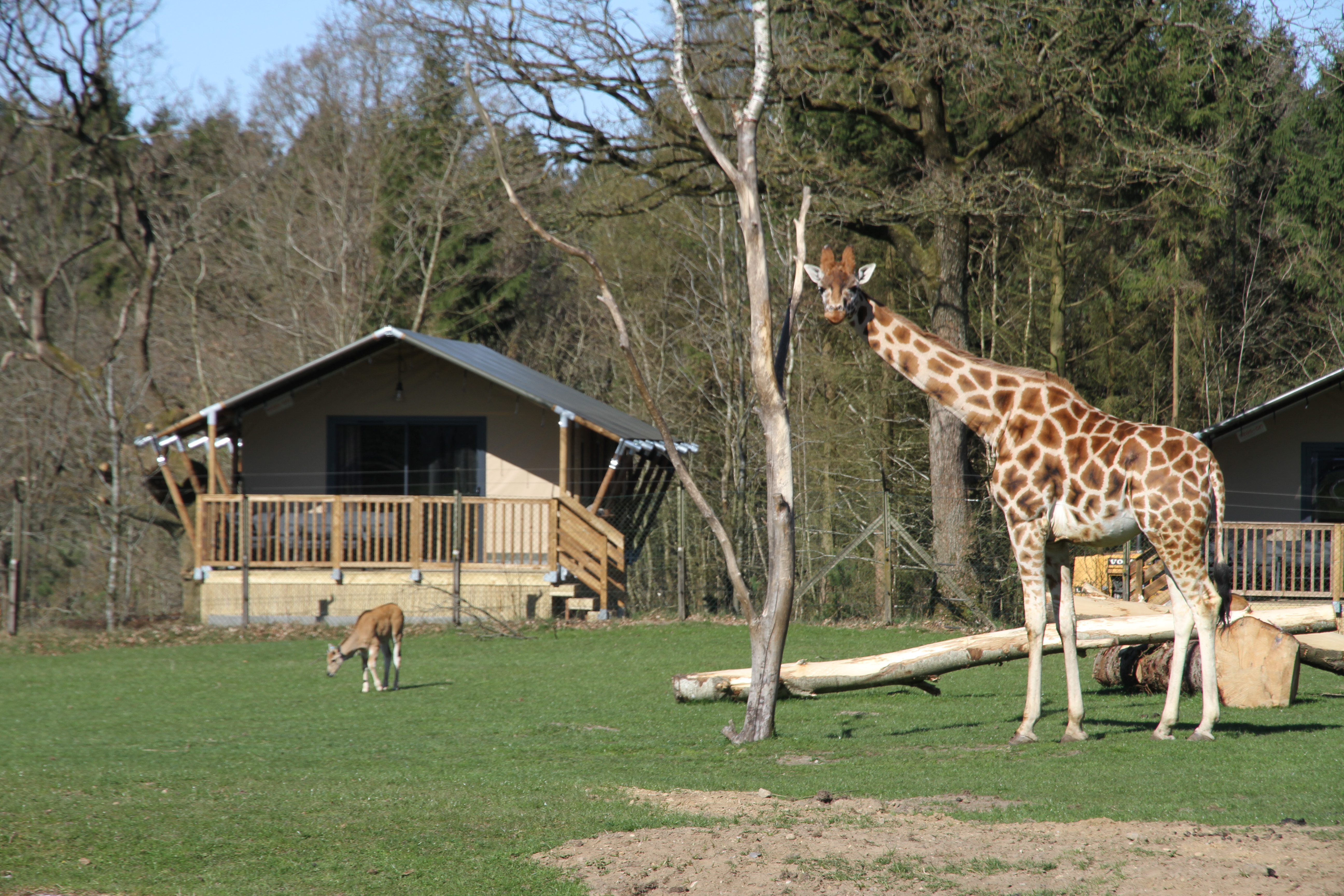 Safari Camp Givskud Zoo - Zootopia - giraf og eland græsser foran teltet