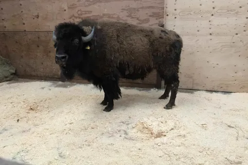 GIVSKUD ZOOs nye bisontyr kommer fra Ditlevsdal Bison Farm på Fyn.