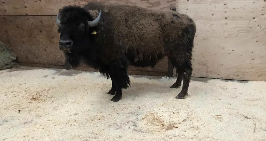 GIVSKUD ZOOs nye bisontyr kommer fra Ditlevsdal Bison Farm på Fyn.