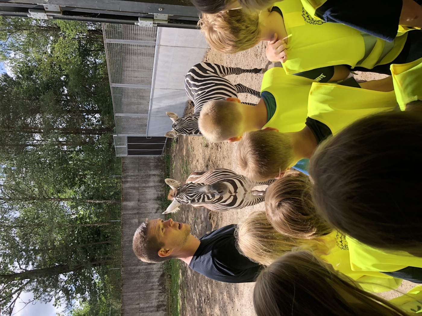 Dyrepasser Nicklas fortæller om zebraerne