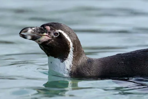 Givskud Zoo Naturfond har blandt andet støttet Punta San Juan Project i Peru, som arbejder med humboldtpingviner. 
