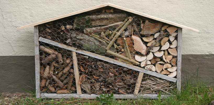 Make your own insect hotel.