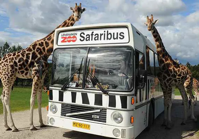 Safari bus | Buy tickets for safari by bus | GIVSKUD ZOO